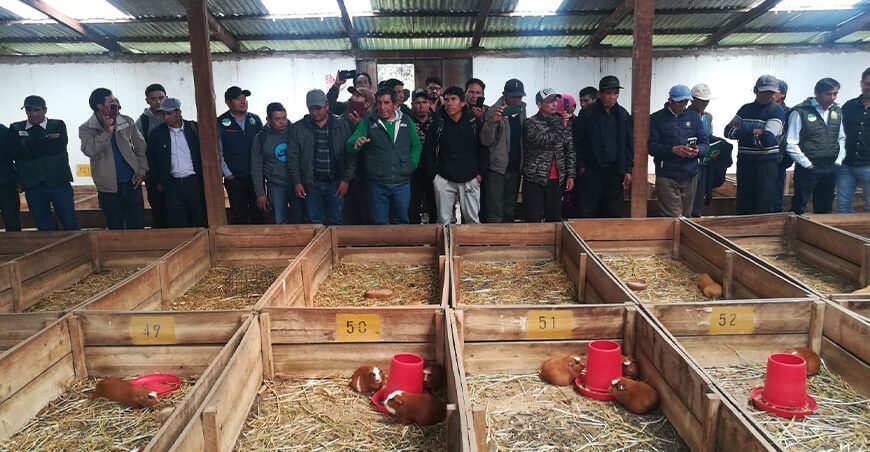 INIA capacita a productores en crianza de cuyes Apurímac Perú