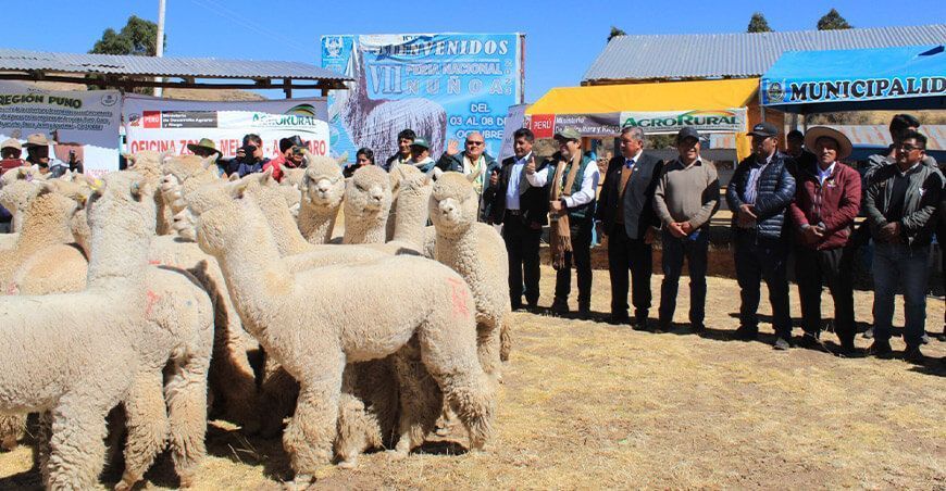 Entrega de alpacas reproductores Puno Perú Agro Rural