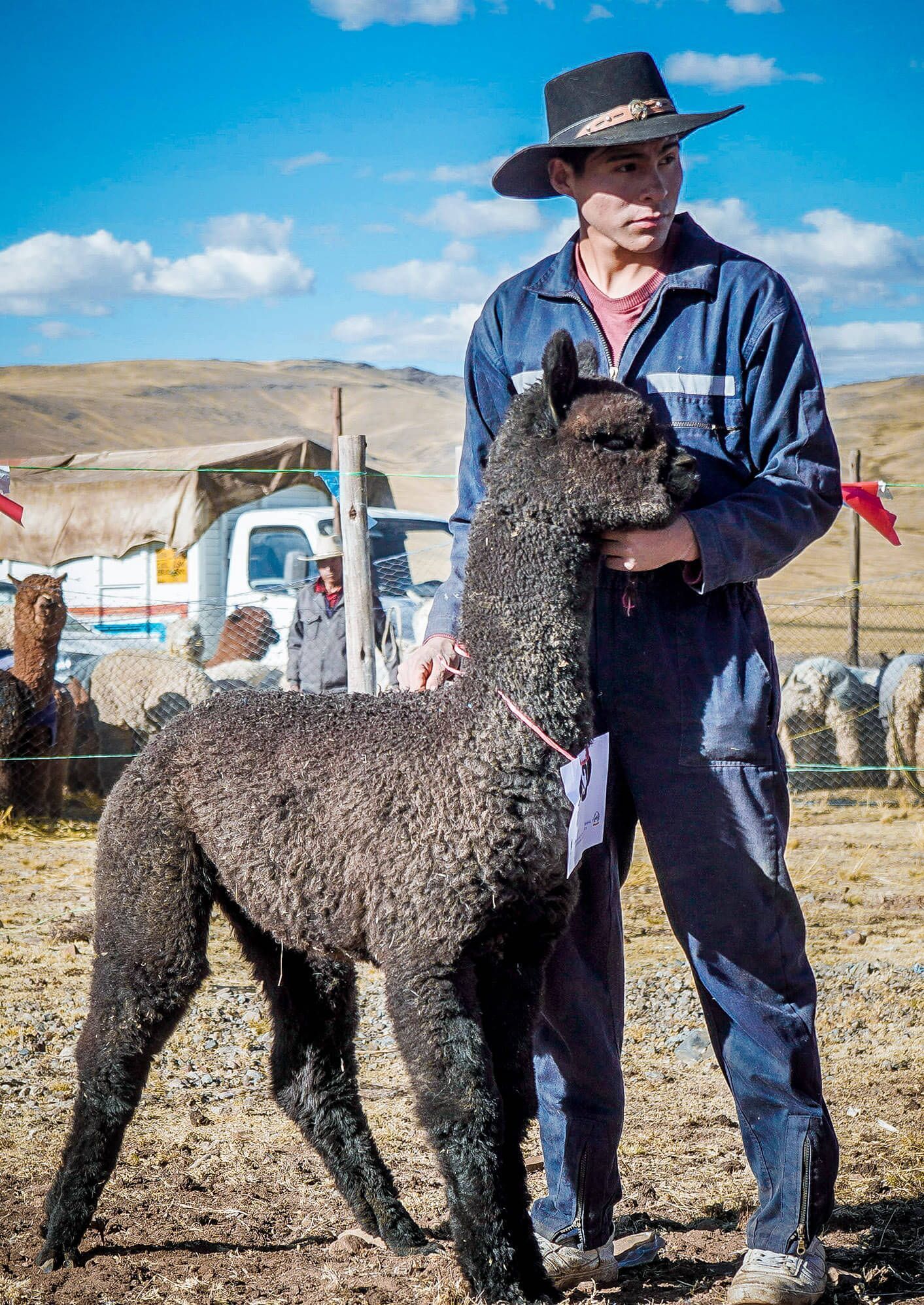 Día Nacional de la Alpaca camélido sudamericano Perú alpaca negra