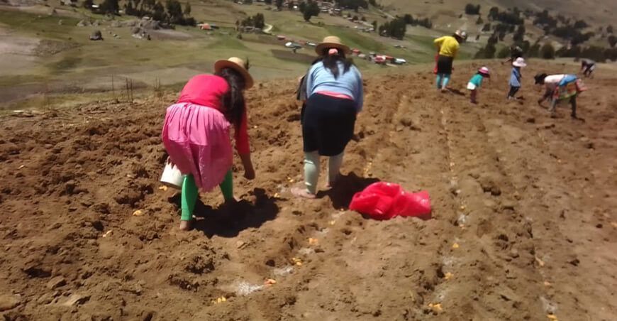 Intenciones de siembra campaña agrícola Perú