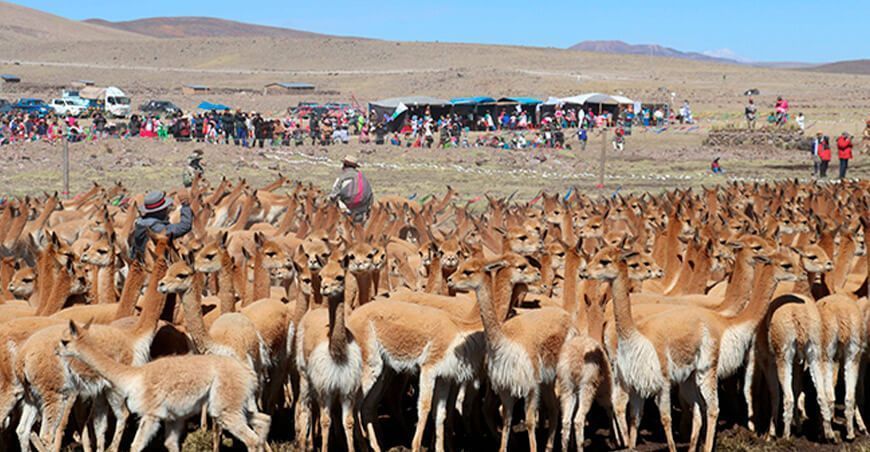 Arequipa logra el mayor chaccu con la captura de más de 5000 vicuñas