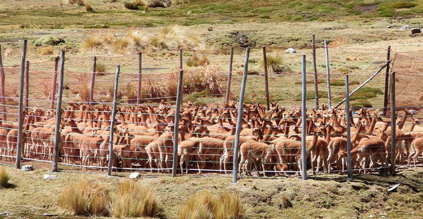 Comunidad de Marancocha Aychana celebró el chaccu ecoturístico de vicuñas esquila fibra de vicuñas