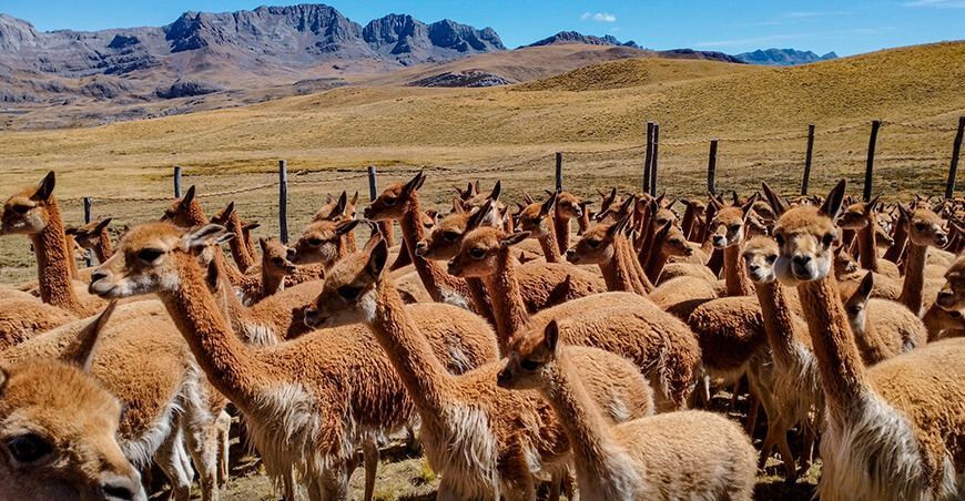 Acopian 210 kilos de fibra de vicuña en los primeros chaccus en Junín