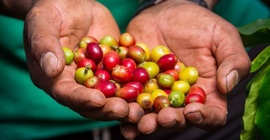 producción de café Perú