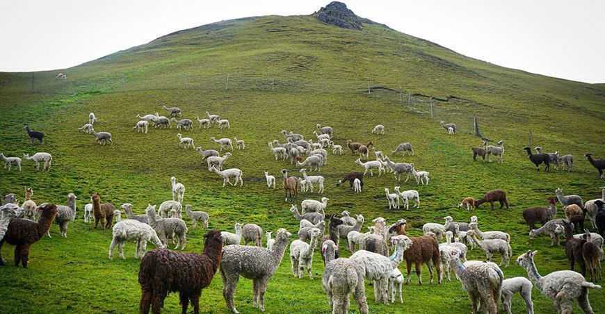 Día Nacional de la Alpaca camélido sudamericano Perú