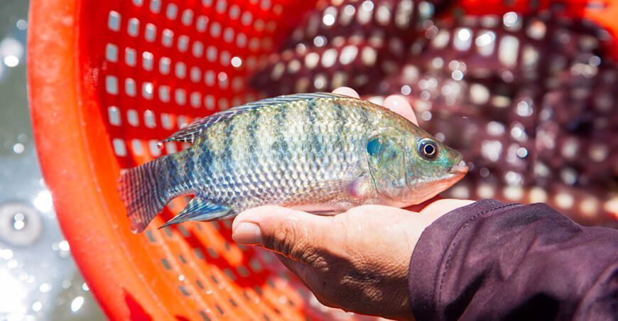 crianza producción de tilapia Perú