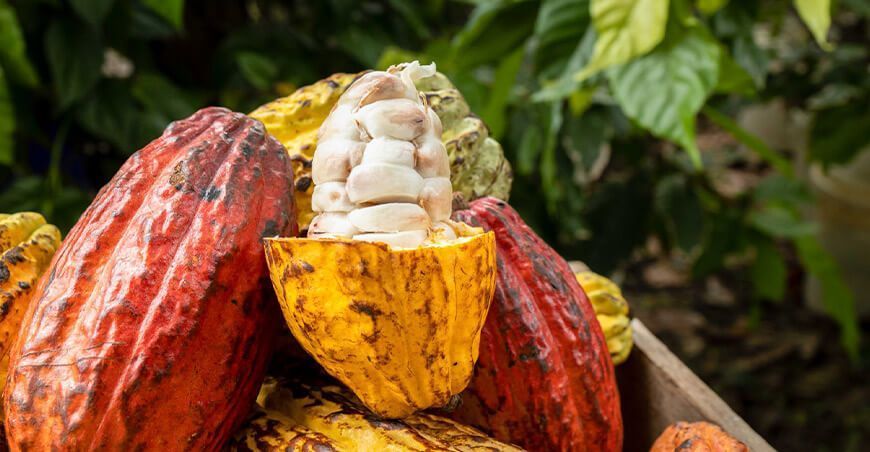 producción de cultivo de cacao Perú