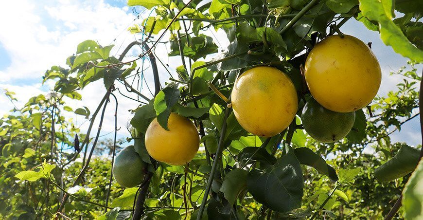 producción de cultivo de maracuyá Perú Hub UNALM