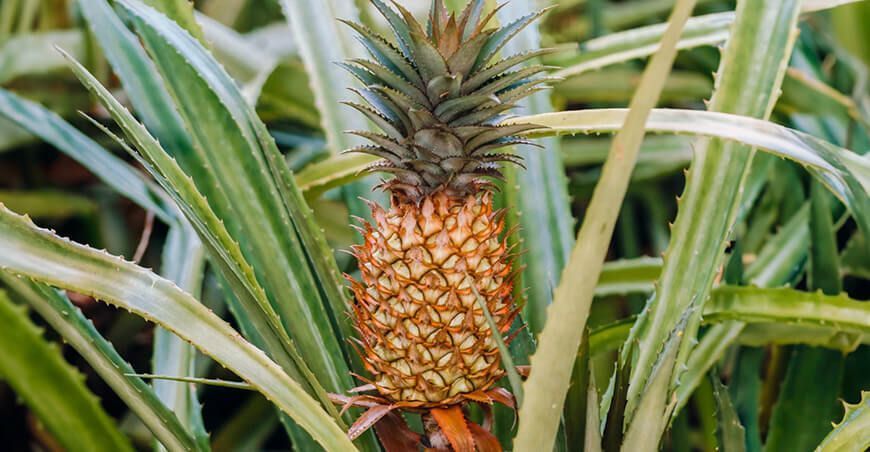cultivo de piña Peru