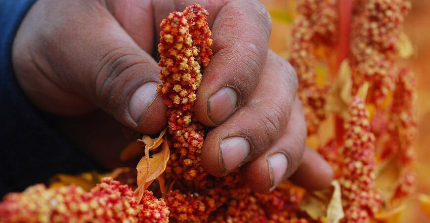 exportación de cultivo de quinua Perú 