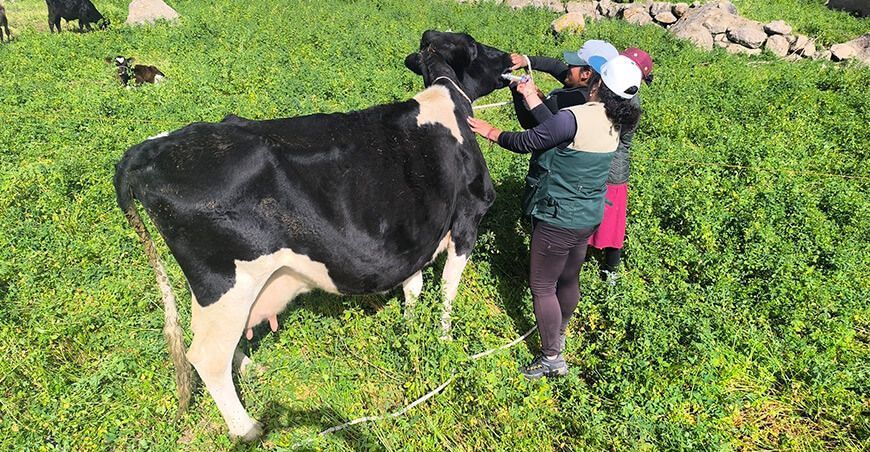 dosificaron ganado vacuno Arequipa Perú