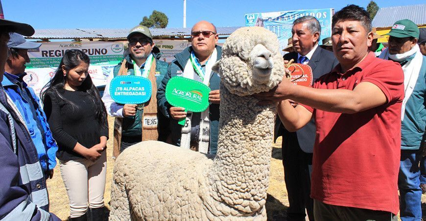 Entrega de alpacas reproductores Puno Perú Agro Rural 