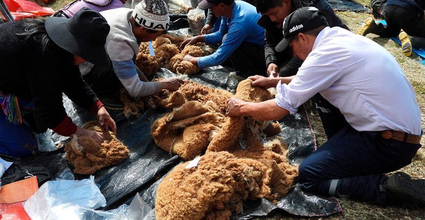 Comunidad de Marancocha Aychana celebró el chaccu ecoturístico de vicuñas esquila fibra de vicuñas