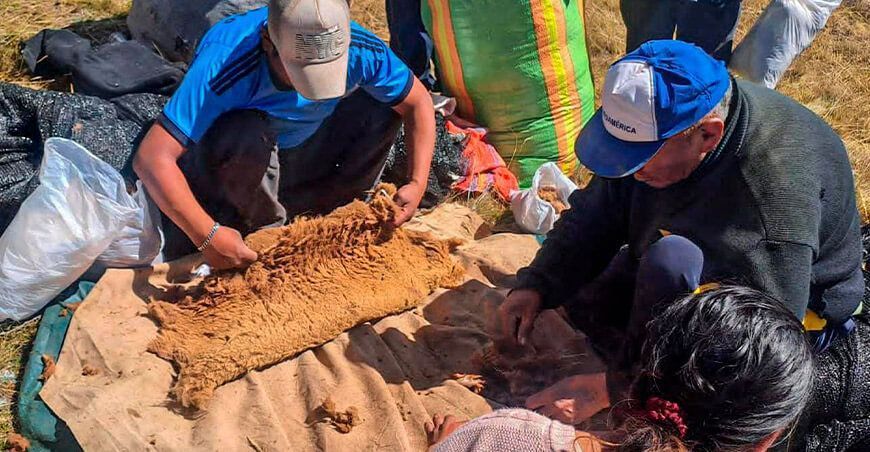 Acopian 210 kilos de fibra de vicuña en los primeros chaccus en Junín