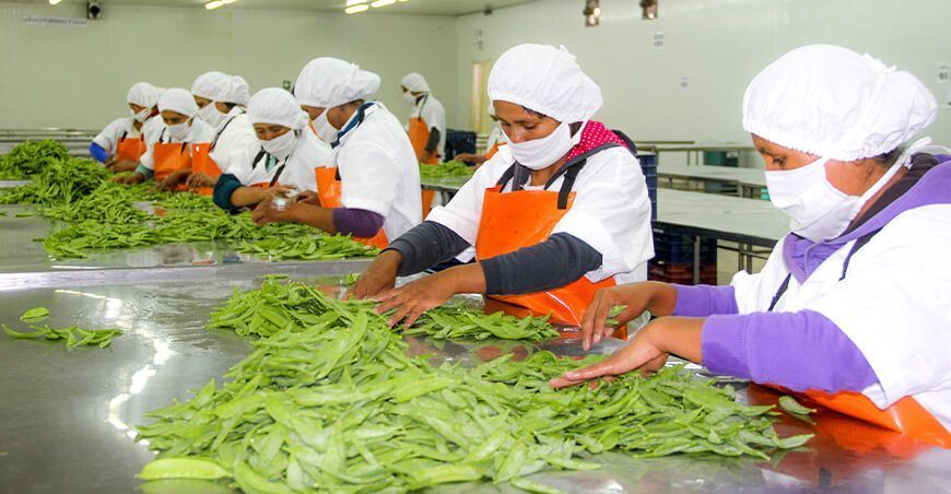 exportación de arvejas Perú
