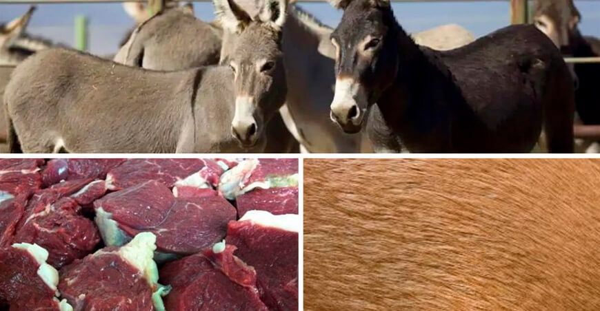 Perú exportará a China carne de burro y sus derivados, y pieles de burro y caballo