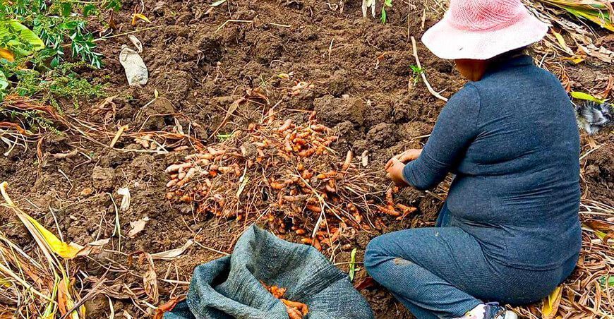 Productores se capacitan en siembra y fertilización del cultivo de palillo Ayacucho Perú Provraem