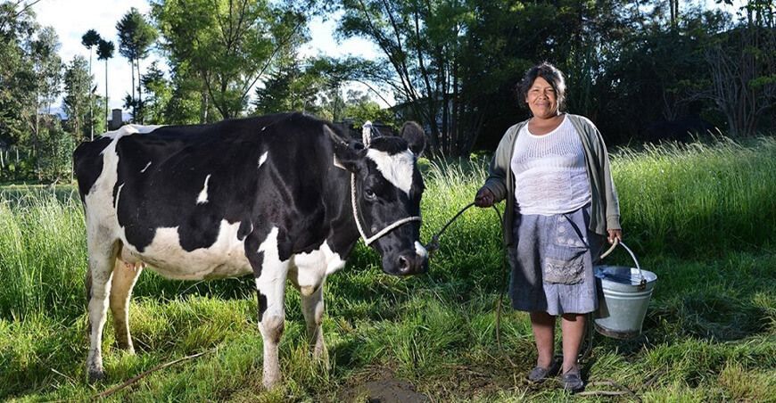 Cuenca lechera Cajamarca Perú productora ganadera producción leche 