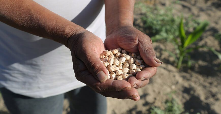 productor garbanzo Día Nacional de las Legumbres