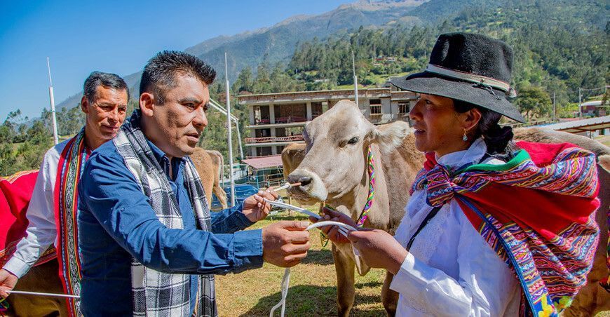 Entregan vaquillonas Brown Swiss a ganaderos de Grau Apurímac Perú
