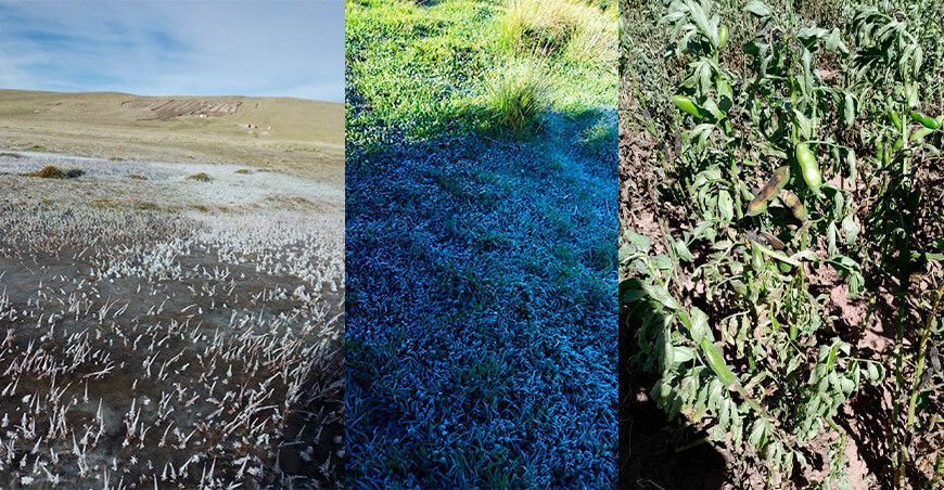 Más de 1.5 millones de hectáreas agrícolas en riesgo por heladas Perú