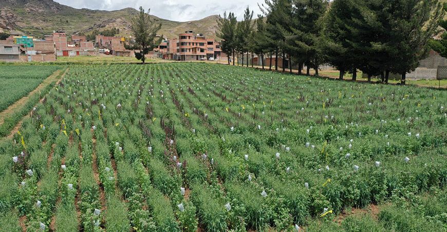 INIA ha liberado 200 variedades de cultivos de alto valor que garantizan la seguridad alimentaria del Perú
