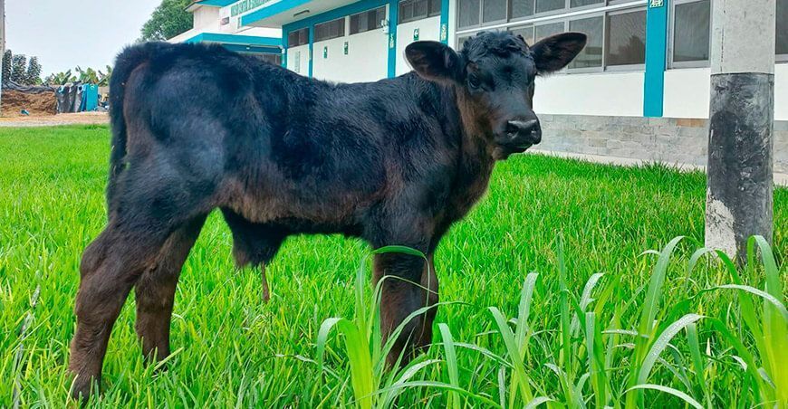 INIA Perú logra primer nacimiento del ternero Brangus sintético como resultado de biotecnología asistida que empleó técnicas de fecundación in vitro