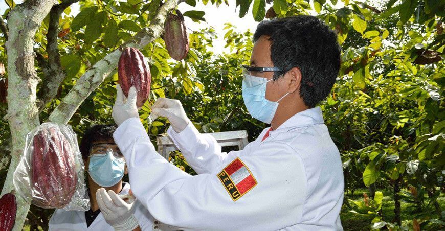 innovación en cultivo de cacao Perú Produce 