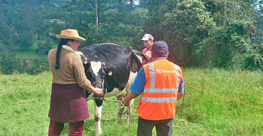 inseminaciones artificiales en vacunos en San Pablo Cajamarca Perú