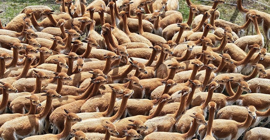 jornada sanitaria para proteger vicuñas en Chochoguera en Cajamarca Perú