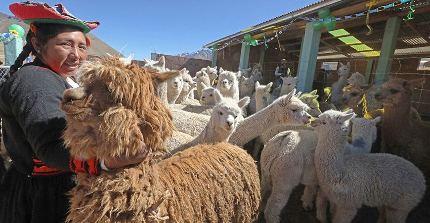 dosificación alpacas Puno Perú
