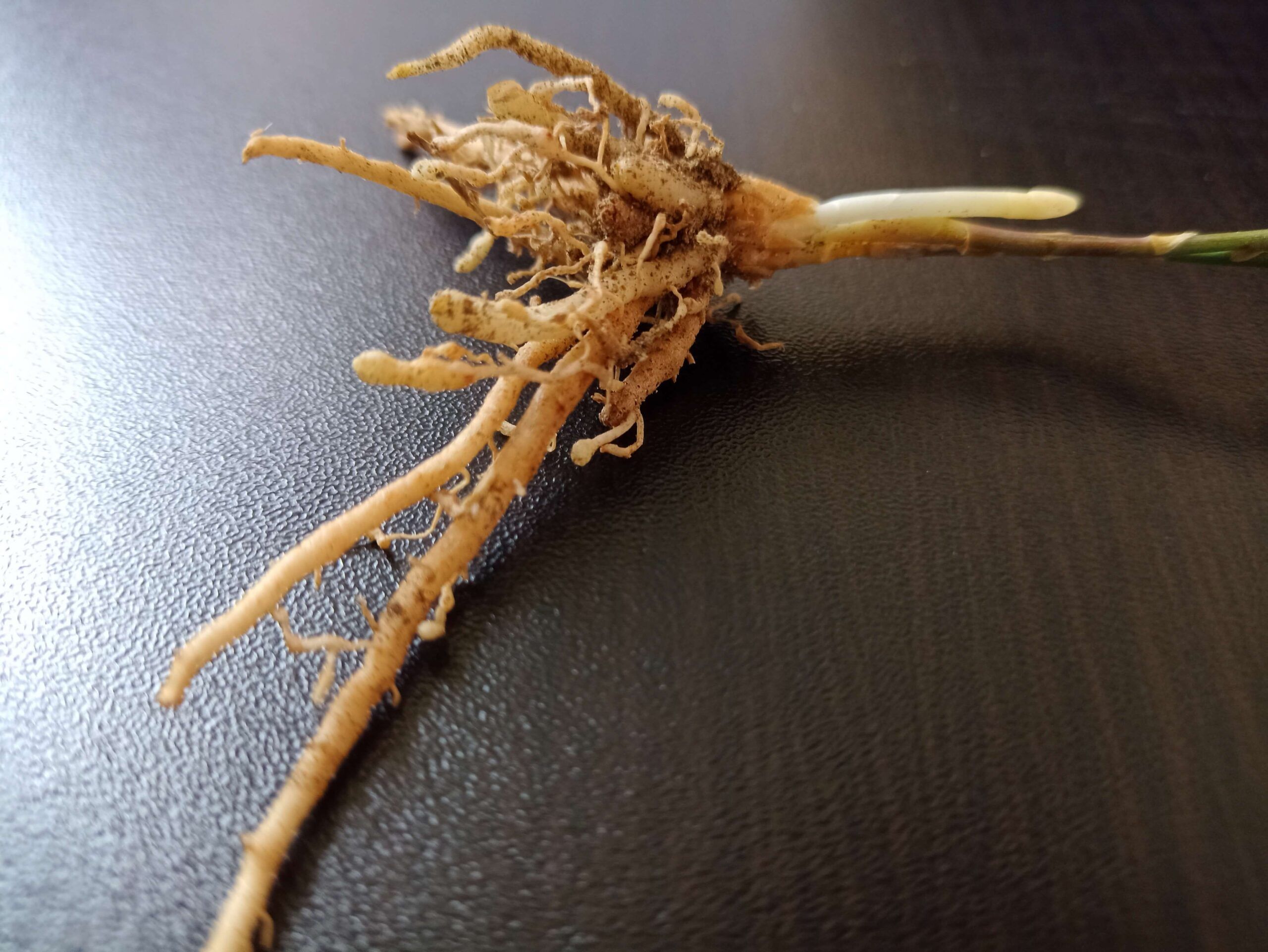 Manejo integrado de Fusarium spp en el cultivo de espárrago Perú