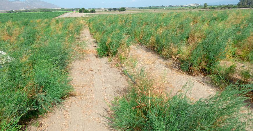 Manejo integrado de Fusarium spp en el cultivo de espárrago Perú