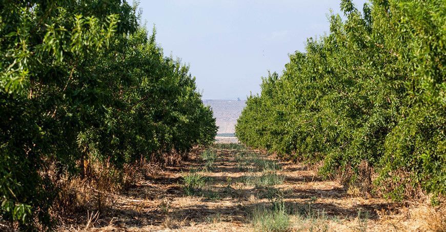 Cómo los créditos de carbono están cambiando el futuro de los agricultores