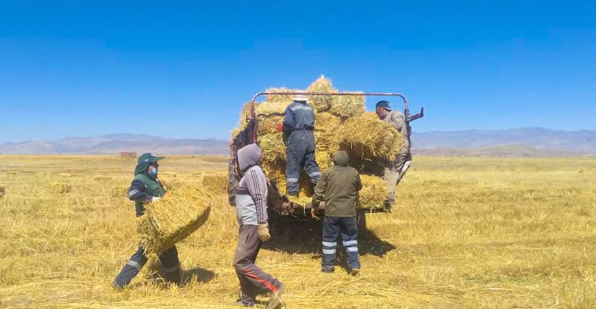 pacas heno avena alimento ganado Puno Perú