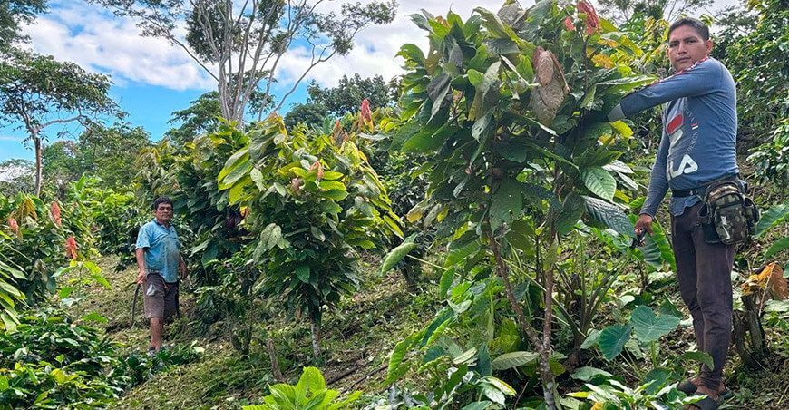 Productores de Cajamarca y Amazonas producen cerca de 800 000 plantones de cacao
