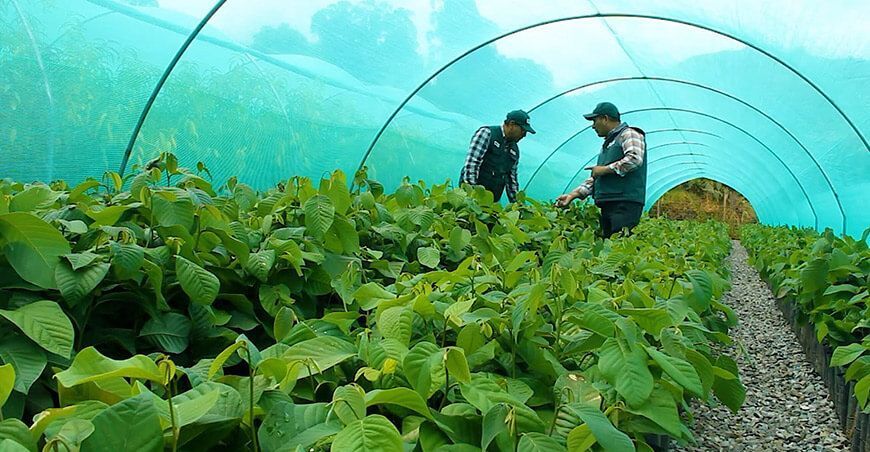 Proyecto Especial Sierra Centro Sur producción de plantones frutales y forestales y recuperación suelos agrarios en Huancavelica y Apurímac