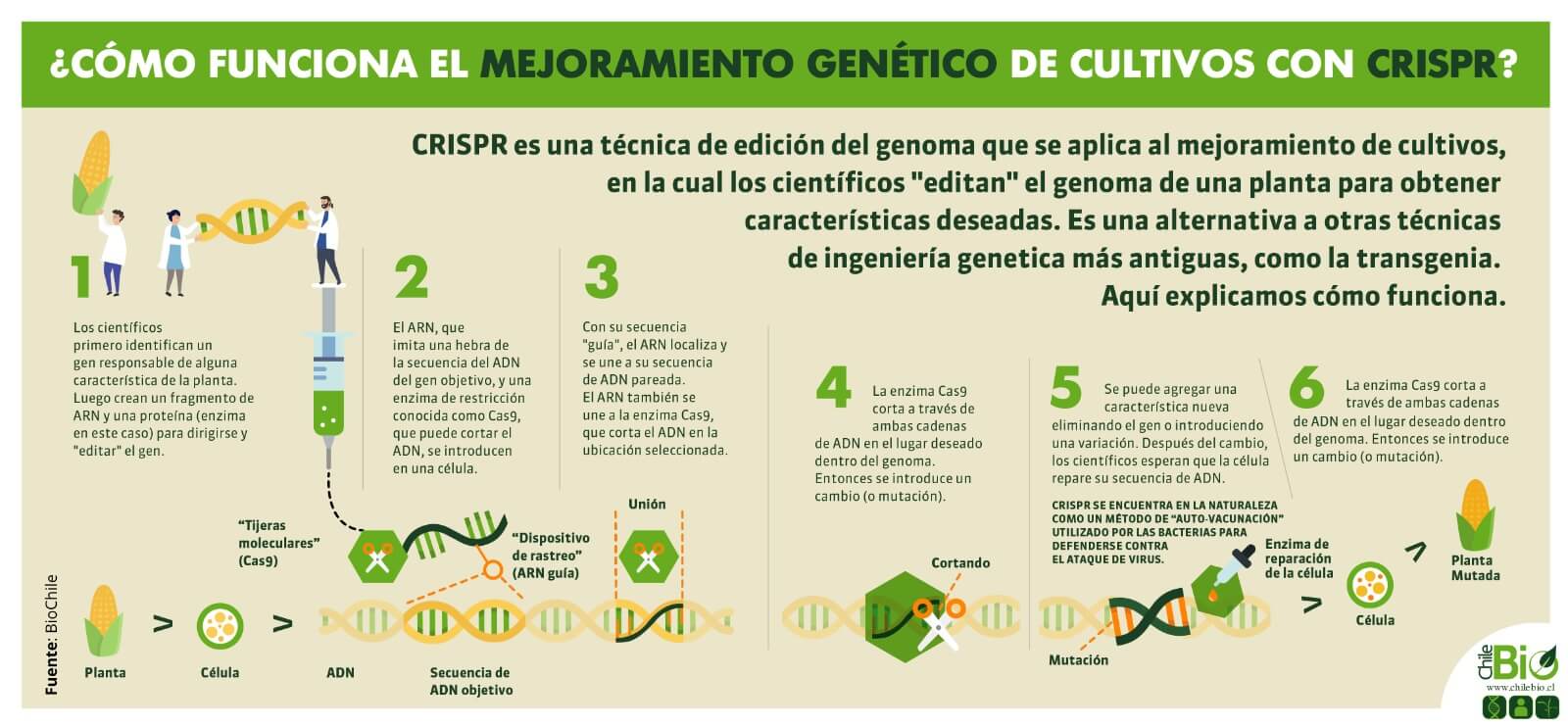 Edición genética, en vez de transgénicos cultivos Perú