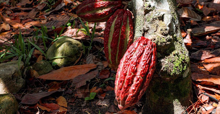 producción de cultivo de cacao Perú