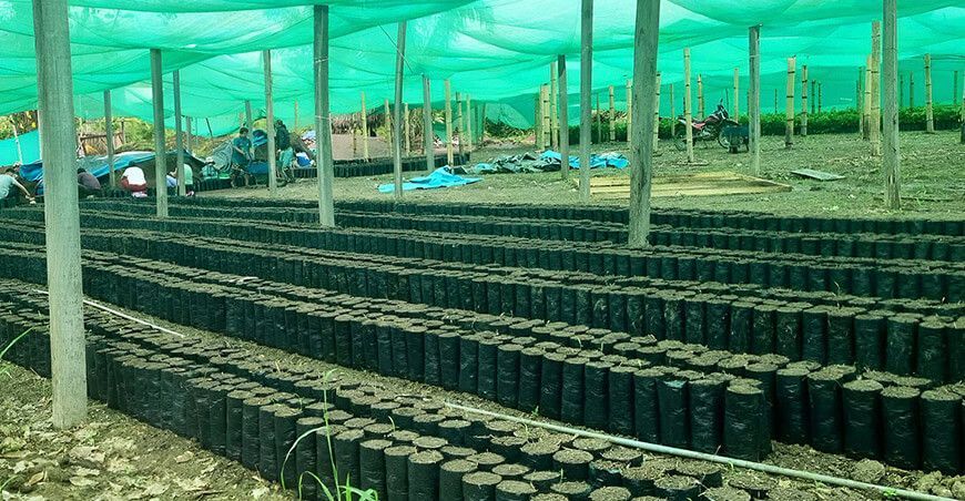 Producirán 50 000 plantones de café en Huanta Ayacucho Perú