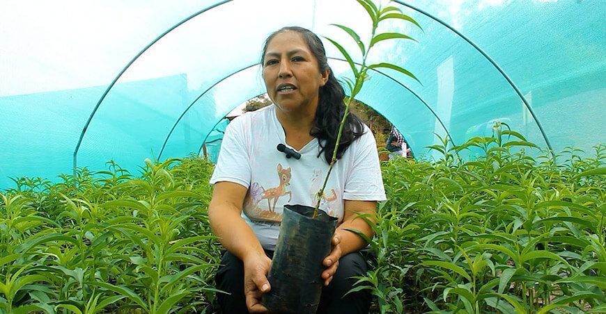 Proyecto Especial Sierra Centro Sur producción de plantones frutales y forestales y recuperación suelos agrarios en Huancavelica y Apurímac