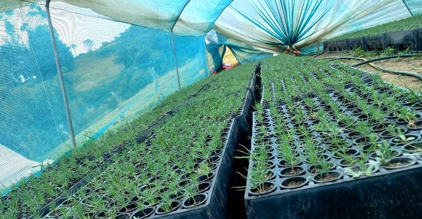 Lambayeque producción de plantones forestales