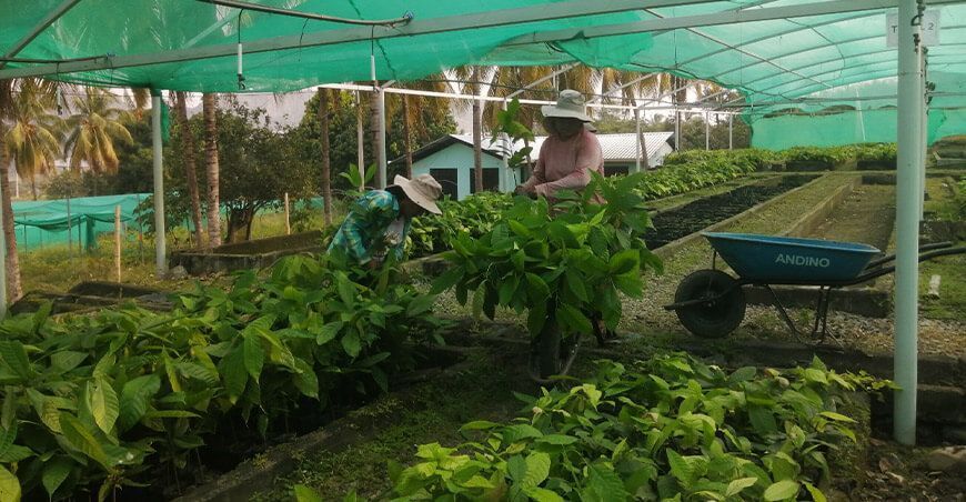 Productores de Cajamarca y Amazonas producen cerca de 800 000 plantones de cacao