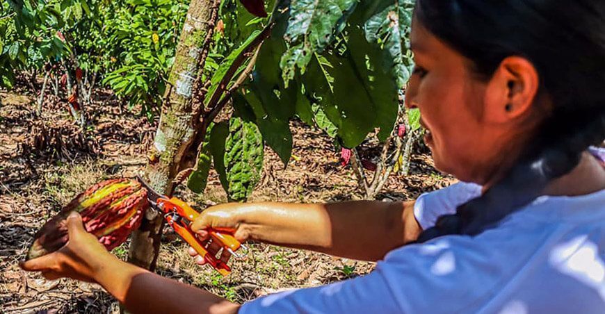 Productoras del desarrollo alternativo destacarán en “Cacao con Corazón” del Salón del Cacao y Chocolate 2024