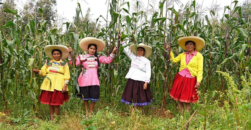 productoras de cultivo de maíz sierra Perú