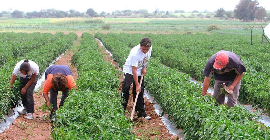 productores agrícolas agrarios Perú