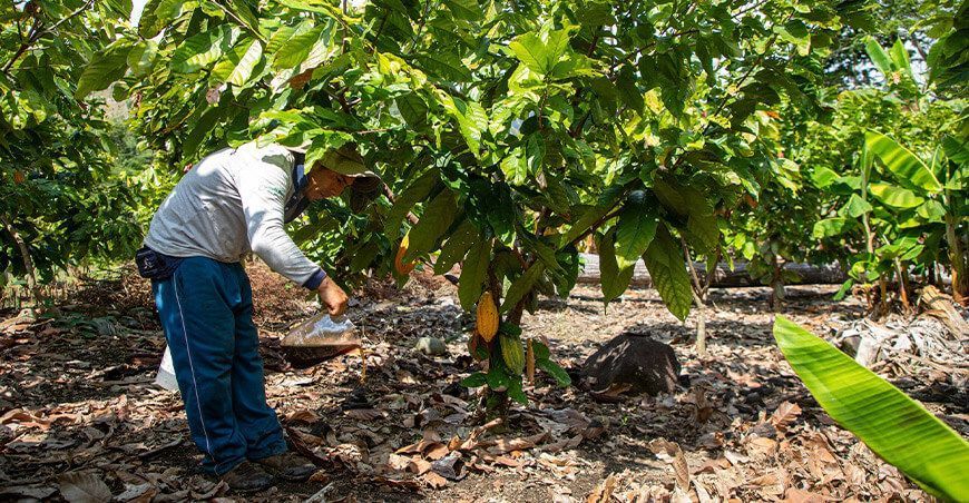 en Ayacucho Productores de cacao usan abono orgánico humus lombriz con capitación del Provraem Perú