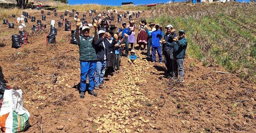 productores cosechan papas Perú