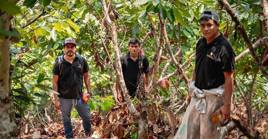 Cooperativa Agraria Kuri Valle del Sisa (KURIVAS) productores de cultivo de cacao San Martín Perú