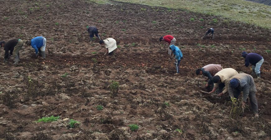 productores cosecha de papa Perú